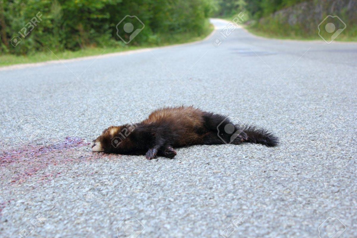 15385576-dead-ferret-mustela-putorius-was-hit-by-a-car-while-passing-a-mountain-road.jpg