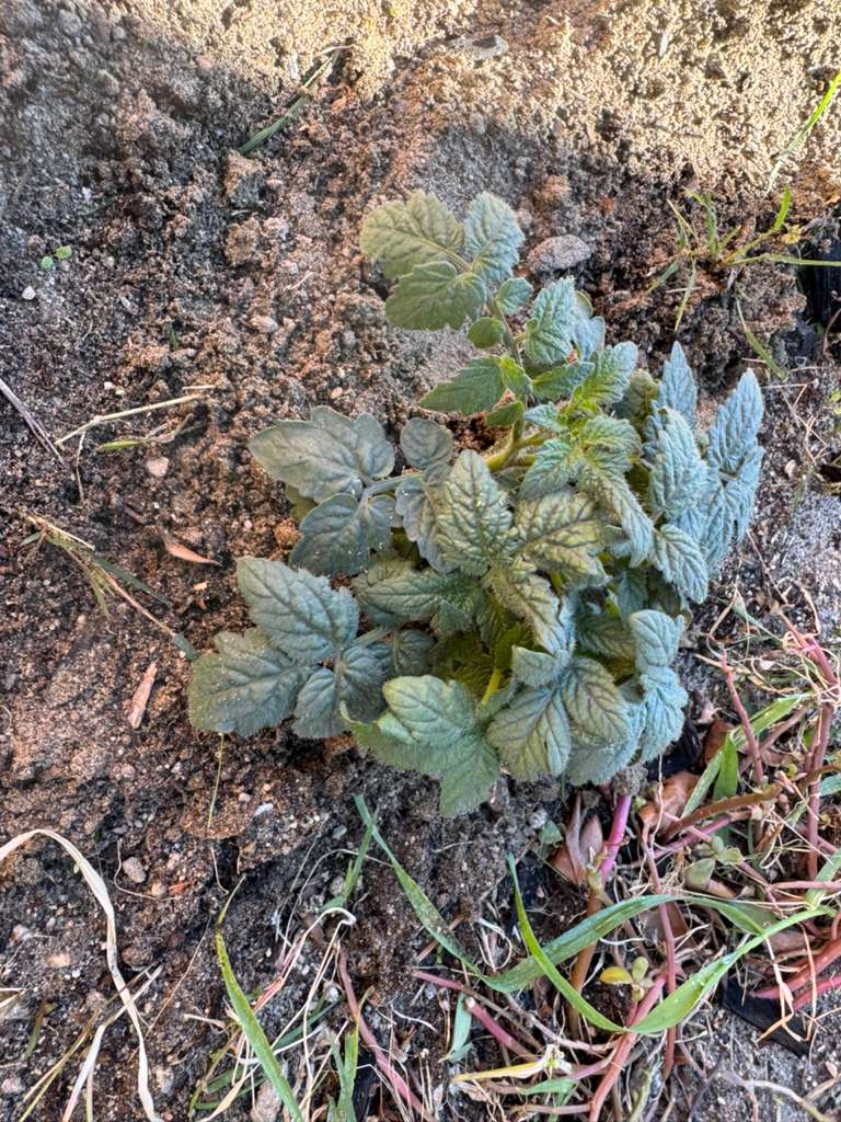 Cherry tomato plant.jpeg