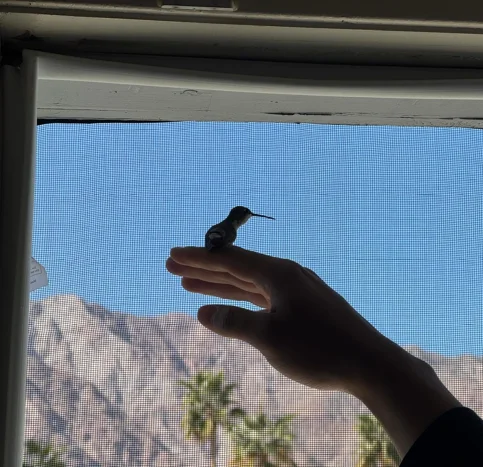 Feb 4 Hummingbird.webp