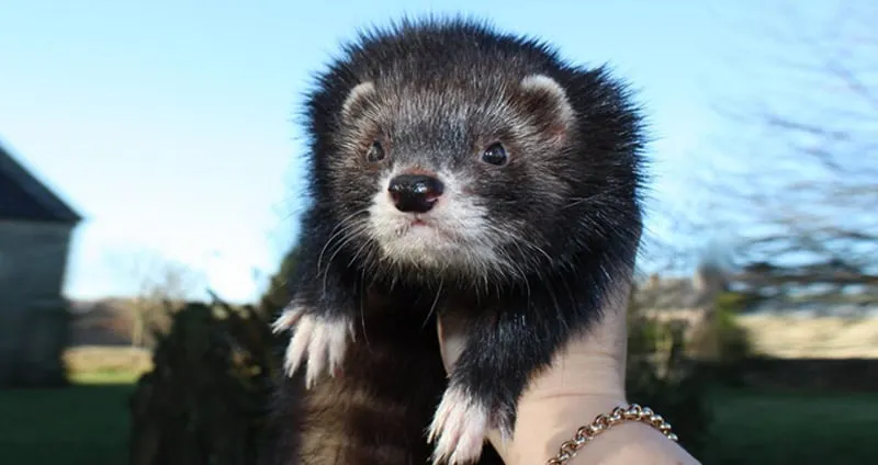 ferret-black-sable-mitt-webp.2554