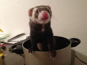 ferretstew-300x225-1.webp
