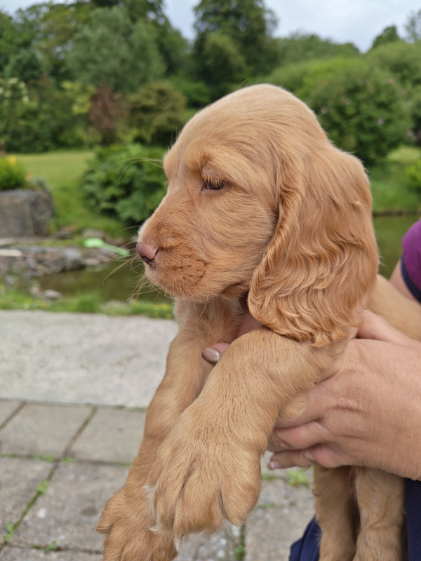 goldencocker.jpg