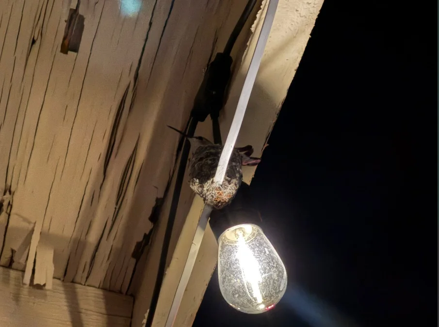 Hummingbird at night.webp
