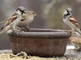 images (60).webp