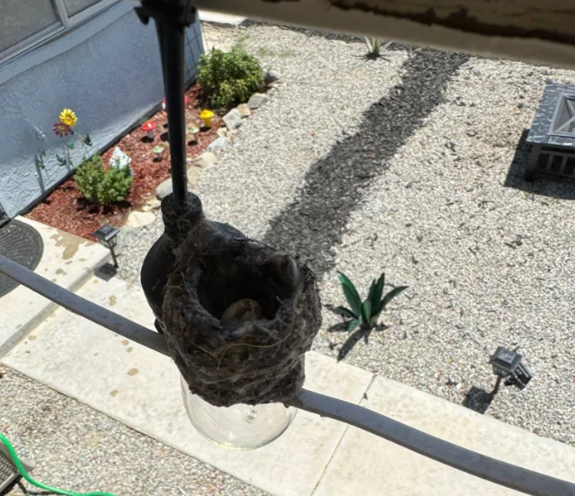 Nest.webp