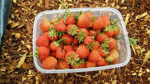 strawberry.jpg