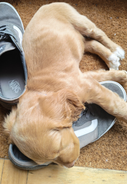tiredpup.jpg