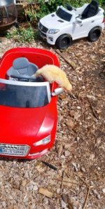 ferretcarsmall.jpg