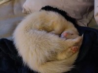 cutetsar.jpg