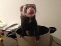 ferretstew-300x225-1.webp