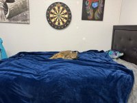 Cat Has Her Own Bedroom.jpg