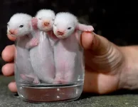 baby-ferrets-in-glass.webp