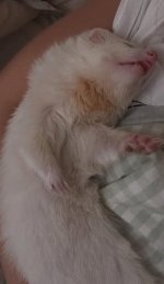 cute ferret.jpg