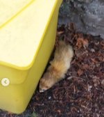 wolverine yellow bin.jpg