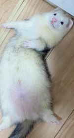 japferret.gif