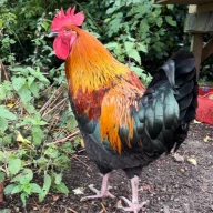 A Cockerel
