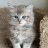 Ragdoll
