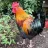 A Cockerel